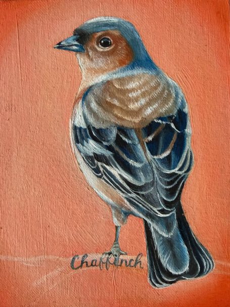 Chaffinch