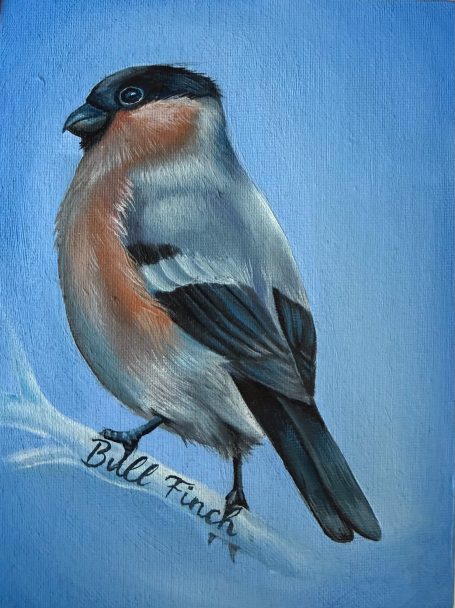 Bull Finch