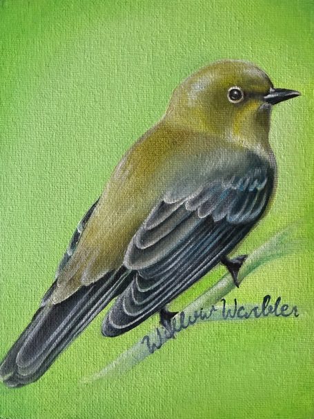 Willow Warbler